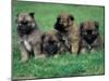 Domestic Dogs, Belgian Malinois / Shepherd Dog Puppies Sitting / Lying Together-Adriano Bacchella-Mounted Photographic Print