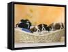 Domestic Dogs, Five Cavalier King Charles Spaniel Puppies, 7 Weeks Old, Sleeping in Basket-Petra Wegner-Framed Stretched Canvas