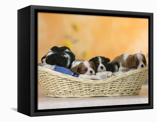 Domestic Dogs, Five Cavalier King Charles Spaniel Puppies, 7 Weeks Old, Sleeping in Basket-Petra Wegner-Framed Stretched Canvas