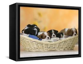 Domestic Dogs, Five Cavalier King Charles Spaniel Puppies, 7 Weeks Old, Sleeping in Basket-Petra Wegner-Framed Stretched Canvas