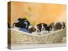 Domestic Dogs, Five Cavalier King Charles Spaniel Puppies, 7 Weeks Old, Sleeping in Basket-Petra Wegner-Stretched Canvas