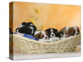 Domestic Dogs, Five Cavalier King Charles Spaniel Puppies, 7 Weeks Old, Sleeping in Basket-Petra Wegner-Stretched Canvas
