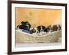 Domestic Dogs, Five Cavalier King Charles Spaniel Puppies, 7 Weeks Old, Sleeping in Basket-Petra Wegner-Framed Photographic Print