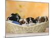 Domestic Dogs, Five Cavalier King Charles Spaniel Puppies, 7 Weeks Old, Sleeping in Basket-Petra Wegner-Mounted Photographic Print