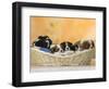 Domestic Dogs, Five Cavalier King Charles Spaniel Puppies, 7 Weeks Old, Sleeping in Basket-Petra Wegner-Framed Photographic Print