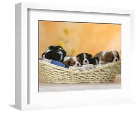 Domestic Dogs, Five Cavalier King Charles Spaniel Puppies, 7 Weeks Old, Sleeping in Basket-Petra Wegner-Framed Photographic Print