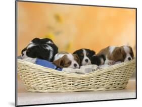 Domestic Dogs, Five Cavalier King Charles Spaniel Puppies, 7 Weeks Old, Sleeping in Basket-Petra Wegner-Mounted Photographic Print