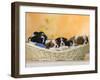 Domestic Dogs, Five Cavalier King Charles Spaniel Puppies, 7 Weeks Old, Sleeping in Basket-Petra Wegner-Framed Photographic Print