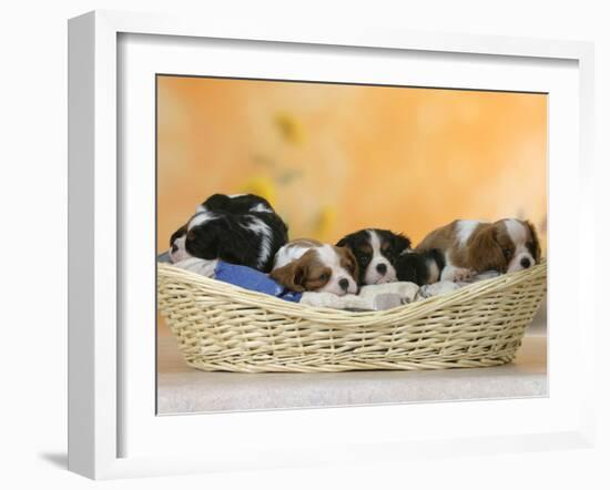 Domestic Dogs, Five Cavalier King Charles Spaniel Puppies, 7 Weeks Old, Sleeping in Basket-Petra Wegner-Framed Photographic Print