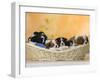 Domestic Dogs, Five Cavalier King Charles Spaniel Puppies, 7 Weeks Old, Sleeping in Basket-Petra Wegner-Framed Photographic Print