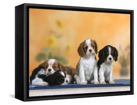 Domestic Dogs, Four Cavalier King Charles Spaniel Puppies, 7 Weeks Old, of Different Colours-Petra Wegner-Framed Stretched Canvas