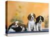 Domestic Dogs, Four Cavalier King Charles Spaniel Puppies, 7 Weeks Old, of Different Colours-Petra Wegner-Stretched Canvas