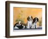 Domestic Dogs, Four Cavalier King Charles Spaniel Puppies, 7 Weeks Old, of Different Colours-Petra Wegner-Framed Photographic Print