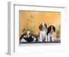 Domestic Dogs, Four Cavalier King Charles Spaniel Puppies, 7 Weeks Old, of Different Colours-Petra Wegner-Framed Photographic Print