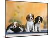 Domestic Dogs, Four Cavalier King Charles Spaniel Puppies, 7 Weeks Old, of Different Colours-Petra Wegner-Mounted Photographic Print