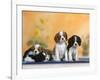 Domestic Dogs, Four Cavalier King Charles Spaniel Puppies, 7 Weeks Old, of Different Colours-Petra Wegner-Framed Photographic Print