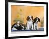 Domestic Dogs, Four Cavalier King Charles Spaniel Puppies, 7 Weeks Old, of Different Colours-Petra Wegner-Framed Photographic Print