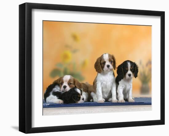 Domestic Dogs, Four Cavalier King Charles Spaniel Puppies, 7 Weeks Old, of Different Colours-Petra Wegner-Framed Photographic Print