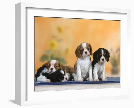 Domestic Dogs, Four Cavalier King Charles Spaniel Puppies, 7 Weeks Old, of Different Colours-Petra Wegner-Framed Photographic Print