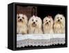 Domestic Dogs, Four Maltese Dogs Sitting in a Row, All with Bows in Their Hair-Adriano Bacchella-Framed Stretched Canvas