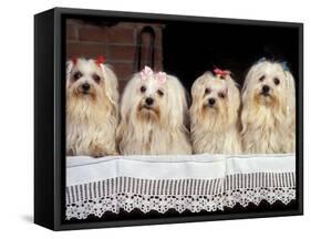 Domestic Dogs, Four Maltese Dogs Sitting in a Row, All with Bows in Their Hair-Adriano Bacchella-Framed Stretched Canvas