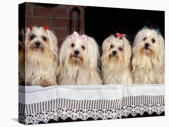 Domestic Dogs, Four Maltese Dogs Sitting in a Row, All with Bows in Their Hair-Adriano Bacchella-Stretched Canvas