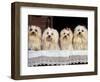 Domestic Dogs, Four Maltese Dogs Sitting in a Row, All with Bows in Their Hair-Adriano Bacchella-Framed Premium Photographic Print