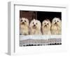 Domestic Dogs, Four Maltese Dogs Sitting in a Row, All with Bows in Their Hair-Adriano Bacchella-Framed Premium Photographic Print