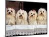 Domestic Dogs, Four Maltese Dogs Sitting in a Row, All with Bows in Their Hair-Adriano Bacchella-Mounted Premium Photographic Print