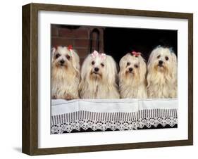 Domestic Dogs, Four Maltese Dogs Sitting in a Row, All with Bows in Their Hair-Adriano Bacchella-Framed Photographic Print