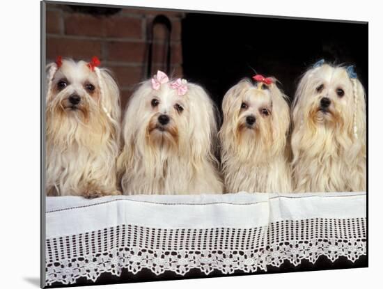 Domestic Dogs, Four Maltese Dogs Sitting in a Row, All with Bows in Their Hair-Adriano Bacchella-Mounted Photographic Print