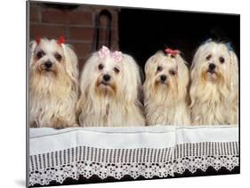 Domestic Dogs, Four Maltese Dogs Sitting in a Row, All with Bows in Their Hair-Adriano Bacchella-Mounted Photographic Print