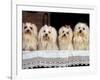 Domestic Dogs, Four Maltese Dogs Sitting in a Row, All with Bows in Their Hair-Adriano Bacchella-Framed Photographic Print