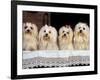 Domestic Dogs, Four Maltese Dogs Sitting in a Row, All with Bows in Their Hair-Adriano Bacchella-Framed Photographic Print