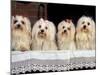 Domestic Dogs, Four Maltese Dogs Sitting in a Row, All with Bows in Their Hair-Adriano Bacchella-Mounted Photographic Print