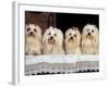 Domestic Dogs, Four Maltese Dogs Sitting in a Row, All with Bows in Their Hair-Adriano Bacchella-Framed Photographic Print