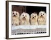 Domestic Dogs, Four Maltese Dogs Sitting in a Row, All with Bows in Their Hair-Adriano Bacchella-Framed Photographic Print