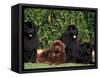 Domestic Dogs, Four Newfoundland Dogs Resting on Grass-Adriano Bacchella-Framed Stretched Canvas