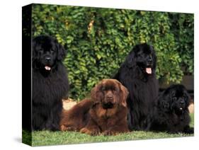 Domestic Dogs, Four Newfoundland Dogs Resting on Grass-Adriano Bacchella-Stretched Canvas