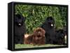 Domestic Dogs, Four Newfoundland Dogs Resting on Grass-Adriano Bacchella-Framed Stretched Canvas