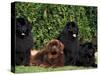 Domestic Dogs, Four Newfoundland Dogs Resting on Grass-Adriano Bacchella-Stretched Canvas
