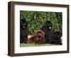 Domestic Dogs, Four Newfoundland Dogs Resting on Grass-Adriano Bacchella-Framed Premium Photographic Print