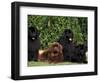 Domestic Dogs, Four Newfoundland Dogs Resting on Grass-Adriano Bacchella-Framed Premium Photographic Print