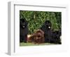 Domestic Dogs, Four Newfoundland Dogs Resting on Grass-Adriano Bacchella-Framed Premium Photographic Print