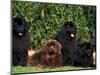 Domestic Dogs, Four Newfoundland Dogs Resting on Grass-Adriano Bacchella-Mounted Premium Photographic Print