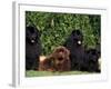 Domestic Dogs, Four Newfoundland Dogs Resting on Grass-Adriano Bacchella-Framed Photographic Print