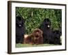 Domestic Dogs, Four Newfoundland Dogs Resting on Grass-Adriano Bacchella-Framed Photographic Print