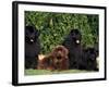 Domestic Dogs, Four Newfoundland Dogs Resting on Grass-Adriano Bacchella-Framed Photographic Print