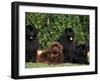 Domestic Dogs, Four Newfoundland Dogs Resting on Grass-Adriano Bacchella-Framed Photographic Print