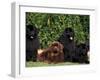 Domestic Dogs, Four Newfoundland Dogs Resting on Grass-Adriano Bacchella-Framed Photographic Print